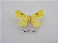 藏品(尺蛾278)的圖片